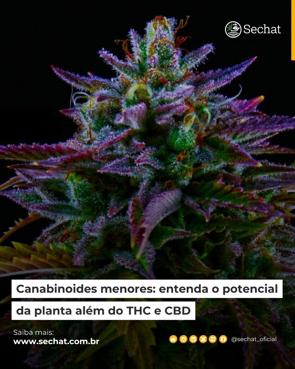 Sechat_Oficial's tweet image. CANABINOIDES MENORES | Conheça os benefícios de compostos menos famosos como CBN, CBC e THCV, que oferecem propriedades terapêuticas específicas sem os efeitos psicoativos do THC.

📲Leia mais no #Sechat: zurl.co/d30mr