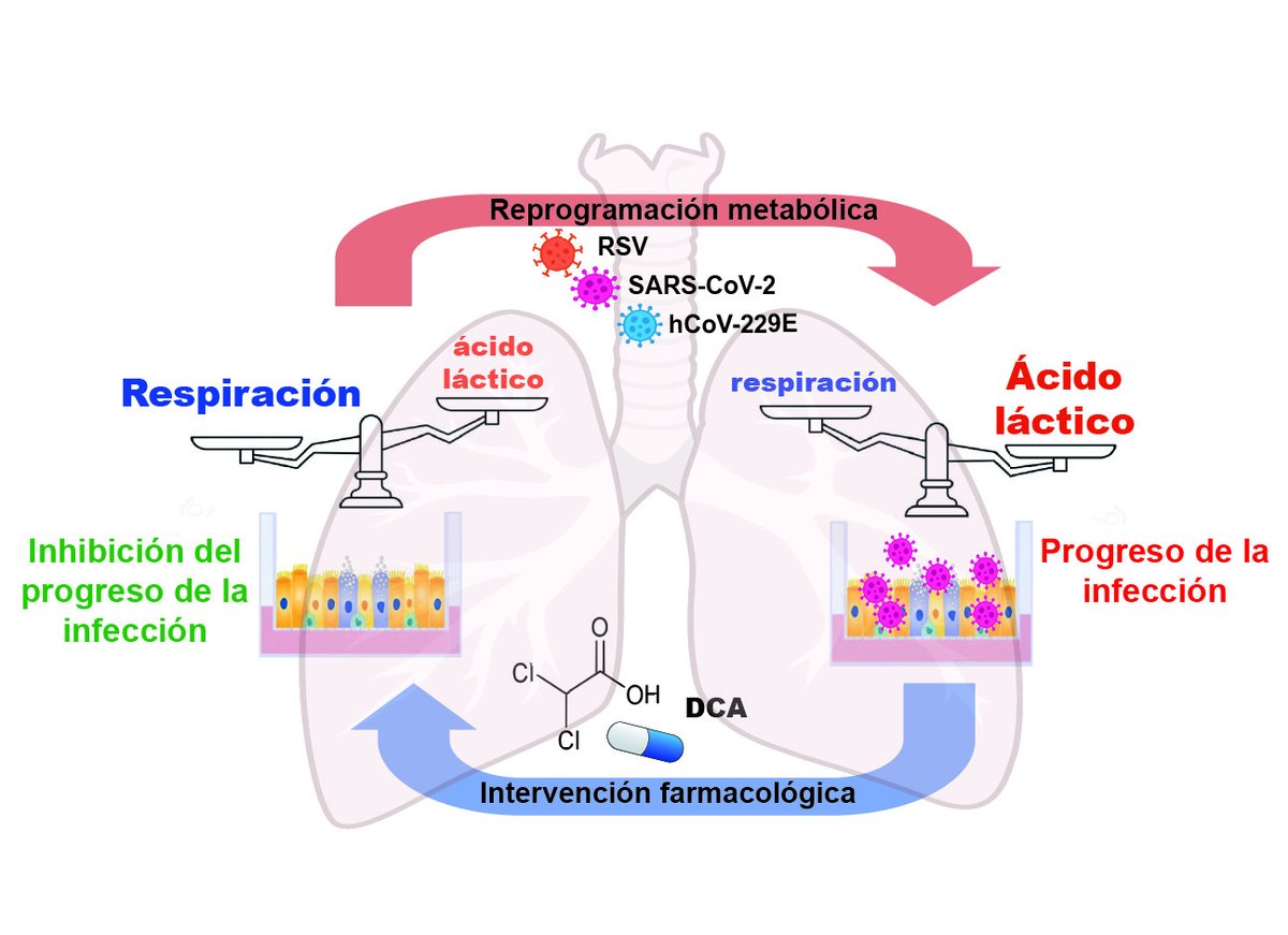 CIB_CSIC's tweet image. DCA prevents viruses from hijacking the metabolism of the infected cells to generate new viral particles, and it has shown effectiveness against SARS-CoV-2, the common cold virus, and the respiratory syncytial virus.  

The study has involved collaboration with @CBM_CSIC_UAM.