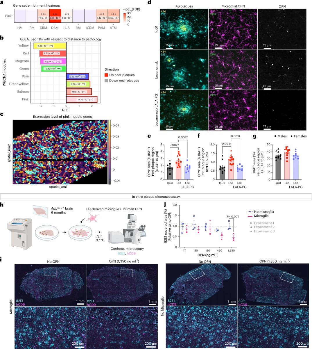 The Alzheimer’s therapeutic Lecanemab attenuates Aβ pathology by inducing an amyloid-clearing program in microglia <a href="/NatureNeuro/">Nature Neuroscience</a> 
nature.com/articles/s4159…