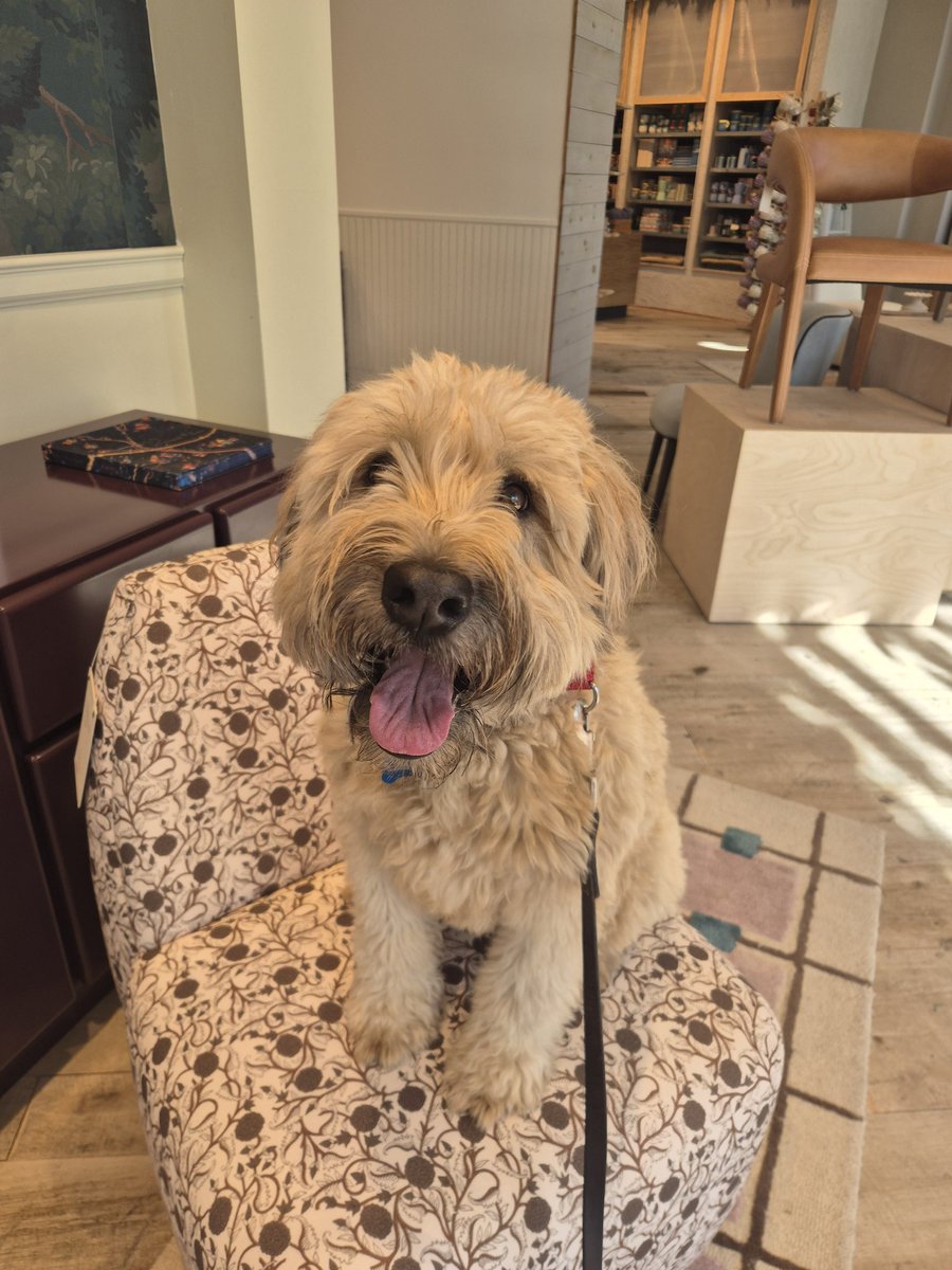 CommHappyDogs's tweet image. Charlie doing some training at @Anthropologie in #Bethesda  😊