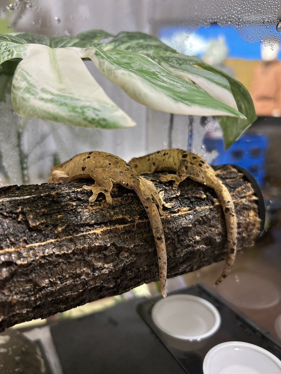 わーたく tweet media