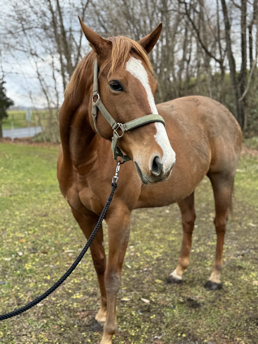 natsulove5103's tweet image. #村上欽哉牧場 さんお忙しい中ありがとうございました！
#アシタバ ちゃん🥹💓可愛すぎた😍
元気な子産んでね💖