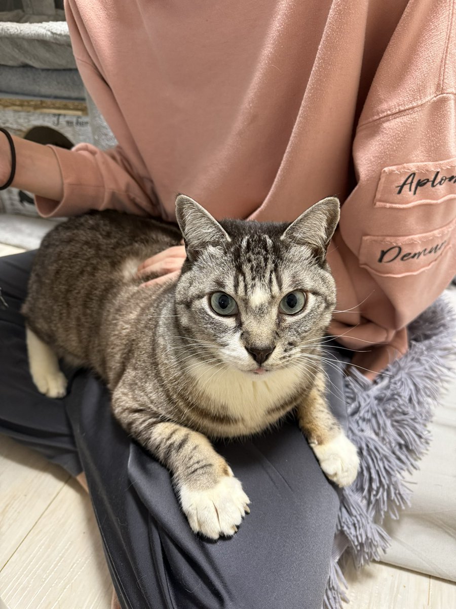 u72_r's tweet image. #みんめし から無事帰宅しました！
ねっこが誇らしげにちゃんりょーの
膝の上に居ます🫶