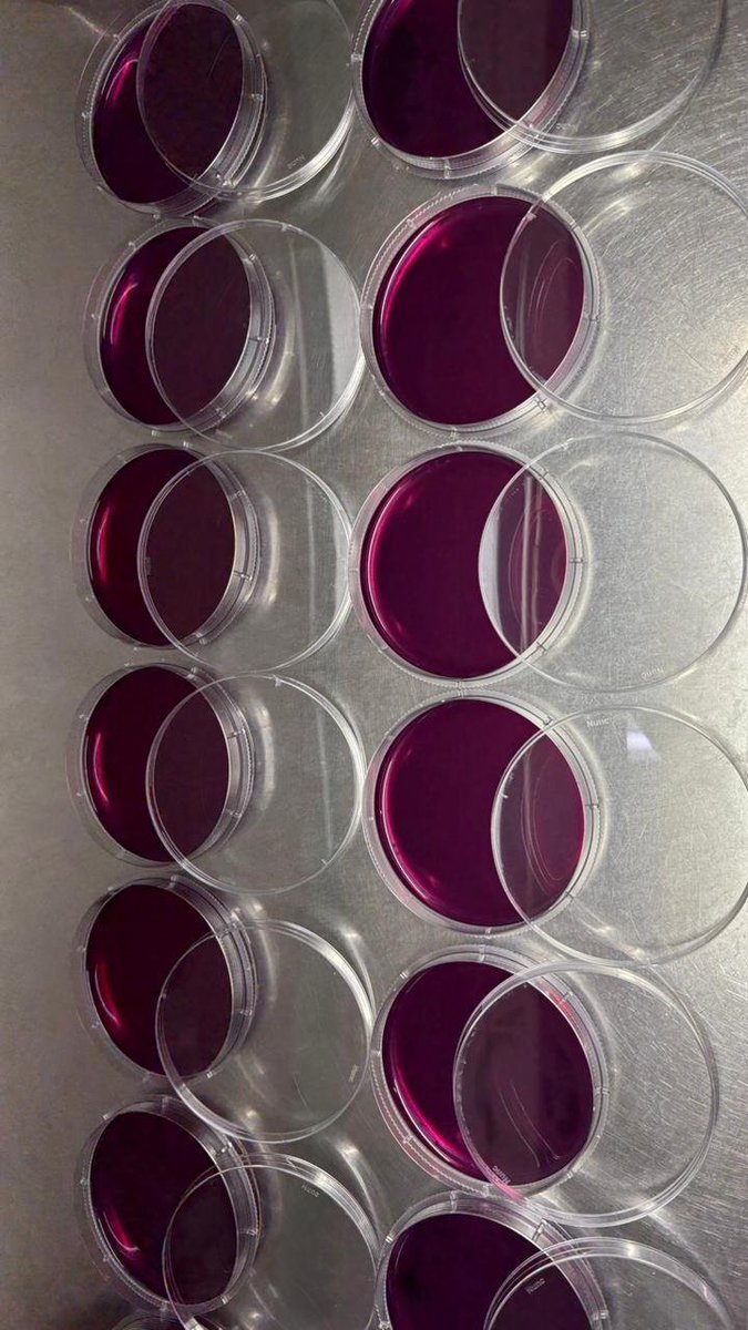 Kutub_joy's tweet image. #Biology is colourful and fun to do. Lab folks made these beautiful plates..