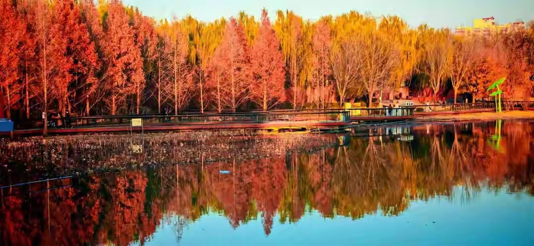 weizai84934144's tweet image. 北京冬日封神的美，就在这片“血色”水杉林！错过等一年！