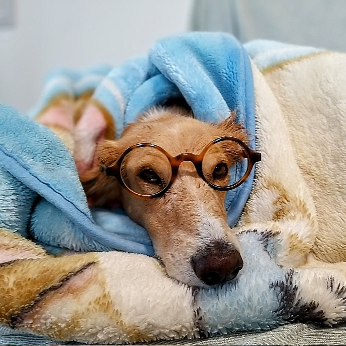 Franco Zappettini 🇪🇺 tweet media