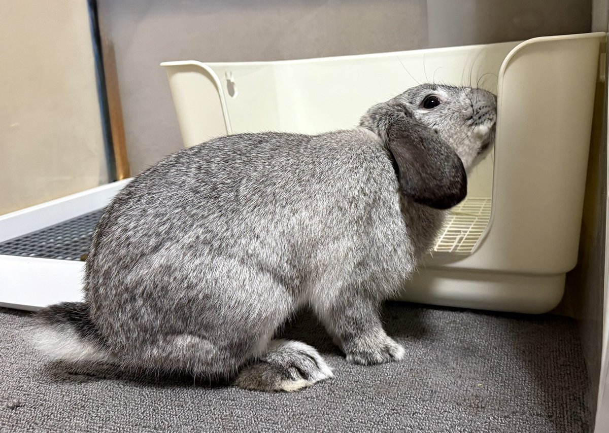 誰のにおいかなぁ🐰？