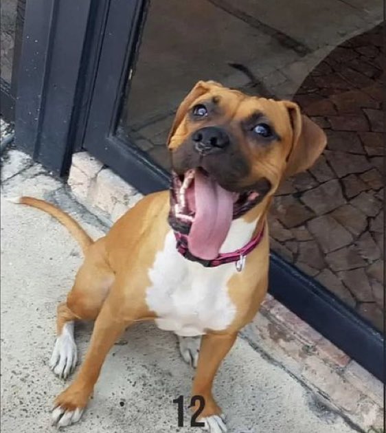 <a href="/BikerBunnyD/">Bunny</a> <a href="/BoxerRescueVT/">Boxer Rescue VT</a> <a href="/SandraK93322487/">Sandra Cristina</a> <a href="/saltyriptides/">Ruby the Boxer ~ RIP Gino 🌈🐾</a> <a href="/BMcfadda/">Superior Ghost of Funny Conservative Man</a> <a href="/2Y_Leah/">🧣𝗧𝗲𝘅𝗮𝗻𝗮👢</a> <a href="/Qu33nB57/">👸Queen B 57 🐝</a> <a href="/WhalenMona/">Miss Mona</a> <a href="/Julesk23/">Jules M #ALF #AnimalsMatter</a> <a href="/NMBewitched/">NMHP</a> <a href="/MagaPatriotHM/">PatriotHeather🇺🇸❤</a> <a href="/jmbenson1491/">Jim Benson (MAGA World Leader)</a> <a href="/iamnotmrbill069/">💜 mr bill 💜 ( get my notifications )</a> <a href="/BobbyReader2/">Bobby R</a> Thank you so much for my seat, dear Bunny. 😊 Sorry I’m so late. 🙏🌻🩵🥰

Please connect with my beautiful friend. And support this worthy cause if you can. 🙏🐶♥️

🐶♥️🐶<a href="/BikerBunnyD/">Bunny</a>🐶♥️🐶

🐶♥️🐶<a href="/GabiNga1/">Gabi🌻</a>🌻🐶♥️🐶

Who’s a good boy?  ♥️🐶♥️