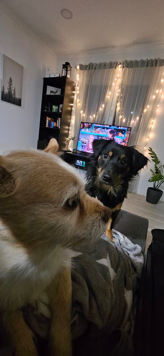 xSeniMJ's tweet image. A rainy Monday calls for a cozy evening ✨ 

🐶 Puppies ✅ 
🍵 Tea ✅ 
📺 Friends on the TV ✅

Hope everyone is having a good start to their week 🤗 💜