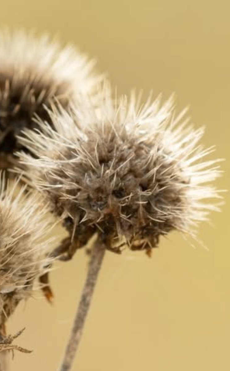 Namjoon: ￼Firewheel/Gaillardia pulchella

🫣