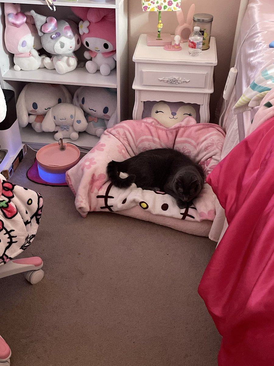 RosePetallia's tweet image. I love my cat so much I&apos;m rearranging my room so I can fit his new cat mattress in my room without taking away his couch