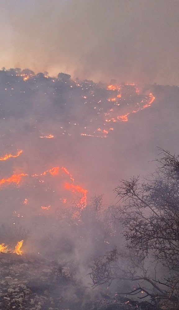 Mehran_Klvl's tweet image. آتش سوزی اینبار در جنگل های بلوط در ایلام!