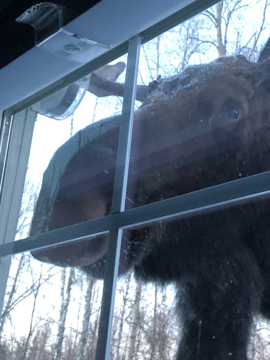 LTequila4's tweet image. Just now: Peeping Tom Alaska Edition