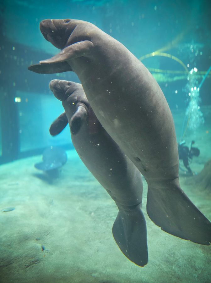 Check this out! Manatees are so buoyant that they can sleep floating just beneath the surface. 

Dreaming in the waves!

#ManateeMonday