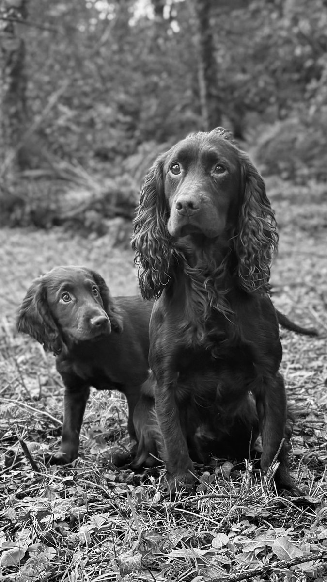 My little cocker has sired a few pups and they all look just like him regardless of the dams colours.

We’ve owned, bred &amp; worked spaniels for many years, but we’ve never had a character like Terry (the adult in this pic).