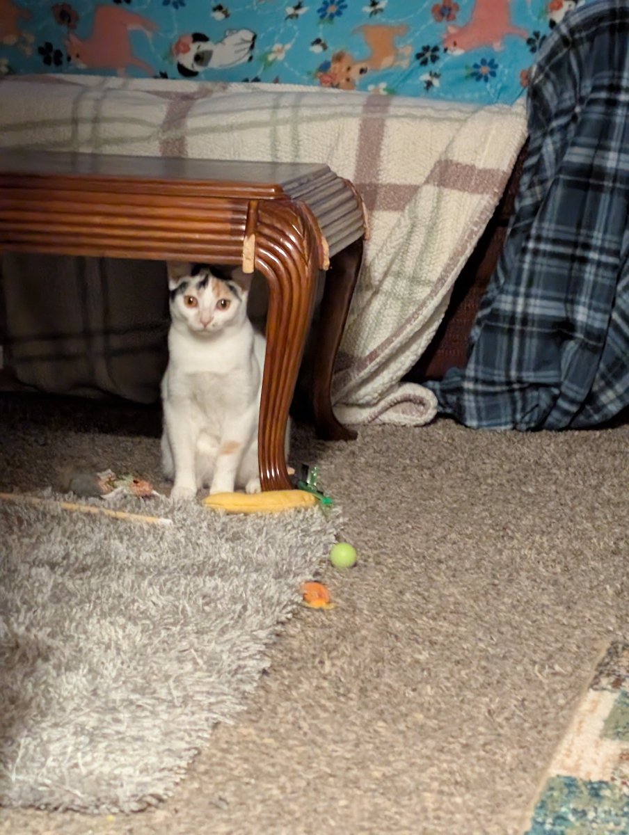 JaspernDumpling's tweet image. My days are numbered