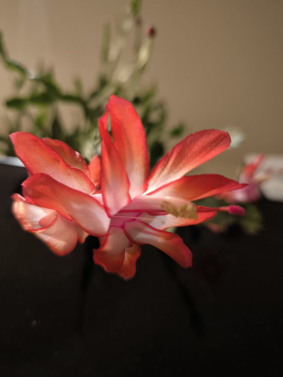 Jedlicka_m27 🇨🇿💙🇺🇦 tweet media