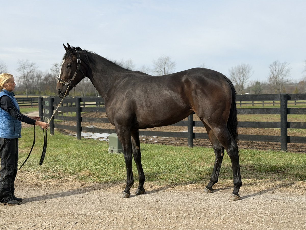 Went out to check on the big girl today. Nymue has been enjoying some well-deserved time off with <a href="/rebeccatbrace/">Rebecca Maker</a> while her body catches up from a major growth spurt. Like her momma Zenyatta, she’s taking her time to grow into all that size—and we’re letting her develop on her own