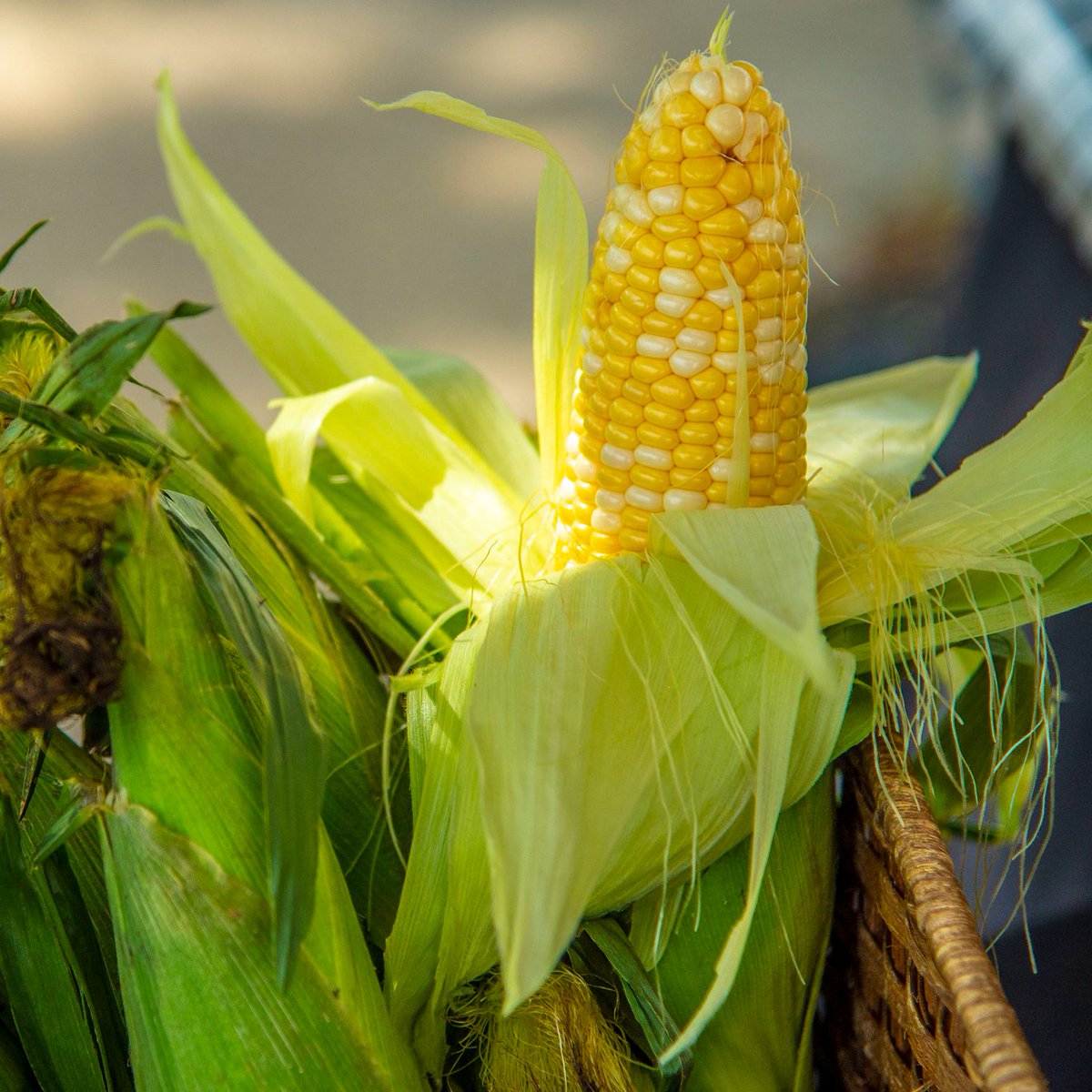 USDA's tweet image. Don&apos;t forget the veggies! American farmers brought in 1.1 billion pounds of green beans and 5.2 billion pounds of sweet corn in 2024! 🫛🌽 #Thanksgiving