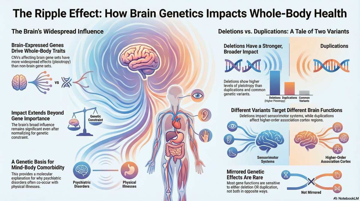 kkumar_iitkgp's tweet image. We&apos;re excited to share our pre-print, co-led by @KazemSayeh: &quot;Determinants of pleiotropy and monotonic gene dosage responses across human traits&quot;

We introduce a framework to understand how large genomic variants (CNVs) impact whole-body traits

See infographic @NotebookLM

🧵