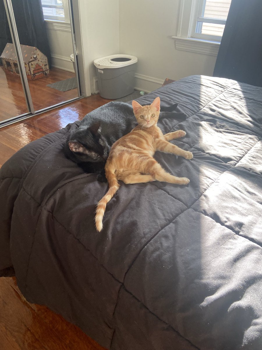 marmaladeroma's tweet image. you’ve seen full grown marmalade…now get ready for baby marm