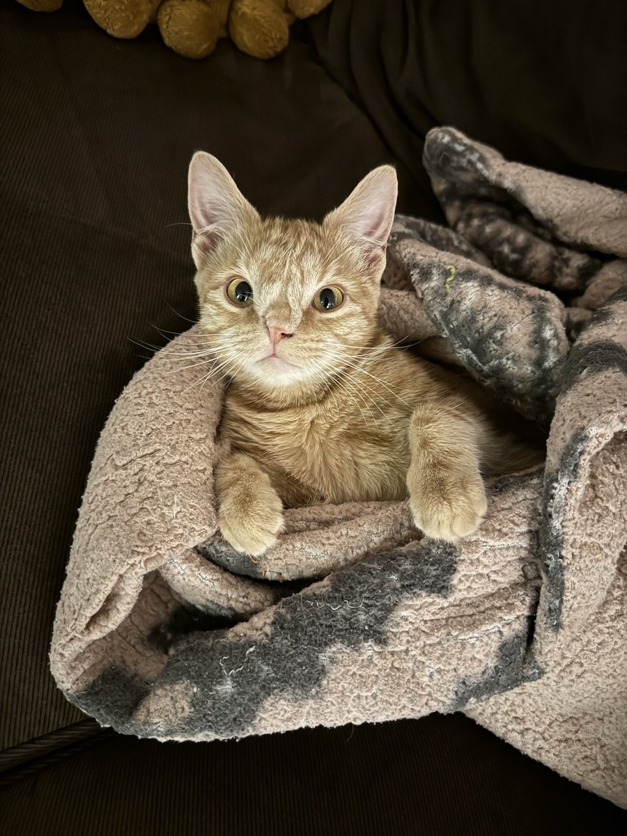 marmaladeroma's tweet image. you’ve seen full grown marmalade…now get ready for baby marm