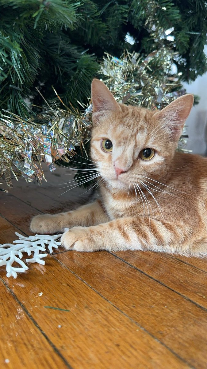 marmaladeroma's tweet image. you’ve seen full grown marmalade…now get ready for baby marm