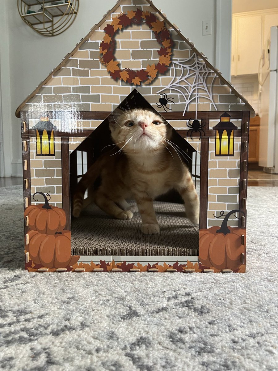 marmaladeroma's tweet image. you’ve seen full grown marmalade…now get ready for baby marm