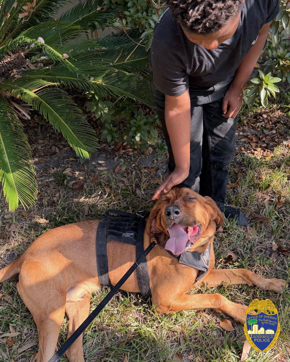JSOPIO's tweet image. 𝐏𝐀𝐓𝐑𝐈𝐎𝐓’𝐒 𝟐𝟎𝐓𝐇 𝐅𝐈𝐍𝐃!🐶💙
We’re celebrating a milestone for K9 Patriot. Today, he made his 20th find after a 9-year-old wandered off from his home earlier this morning. K9 Patriot and his handler, Officer Anthony Yannuzzi, spent three hours tracking the child,…