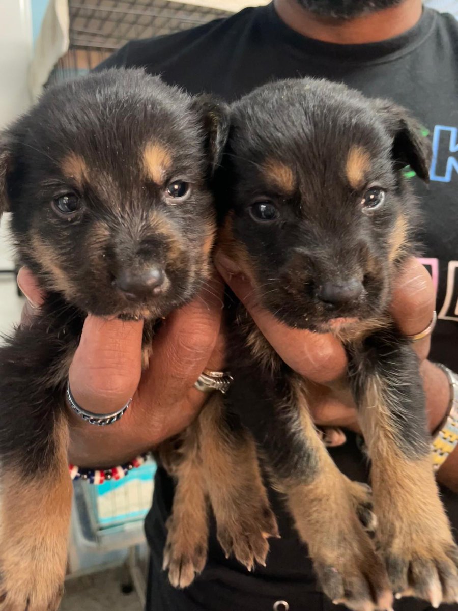 A kilo por cabeza los peques Matías y Mateo.
Todavía tiene que espabilar y comer bien antes de ser adoptados, tienen 3 semanas, ojalá para cuando lleguen a 8 hayamos encontrado hogares.
Serán medianos tirando a grandes. 
En La Nucía.