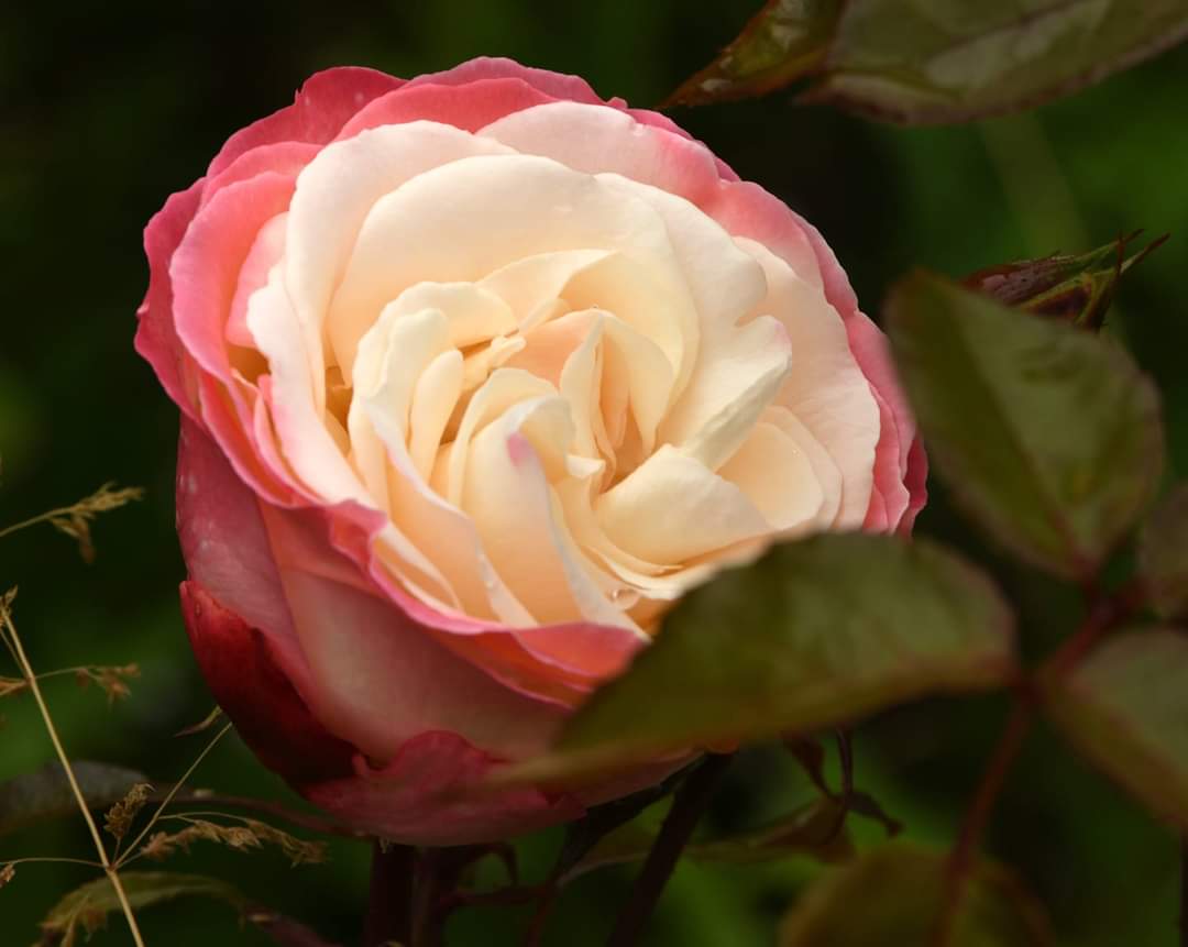 What a person says or does reveals a certain moral purpose; and a good element of character, if the purpose so revealed is good. 

Such goodness is possible in every type of person, even in a woman ...

Aristotle 
The Art of Poetry