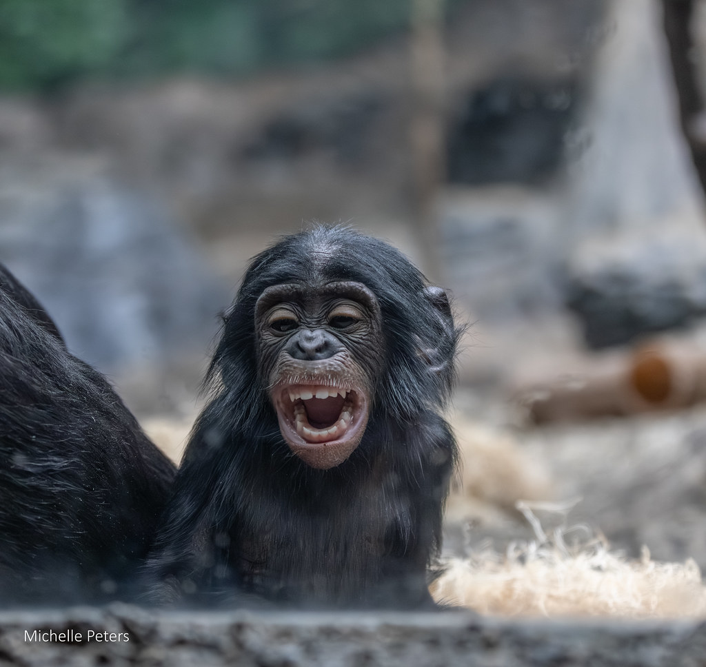 CincinnatiZoo's tweet image. We can&apos;t get enough of Daisy! She has been melting hearts with her curious eyes and playful antics. She’s learning the ropes from her mom and the rest of the bonobo troop — climbing, exploring, and practicing those all-important social skills that make bonobos so special.