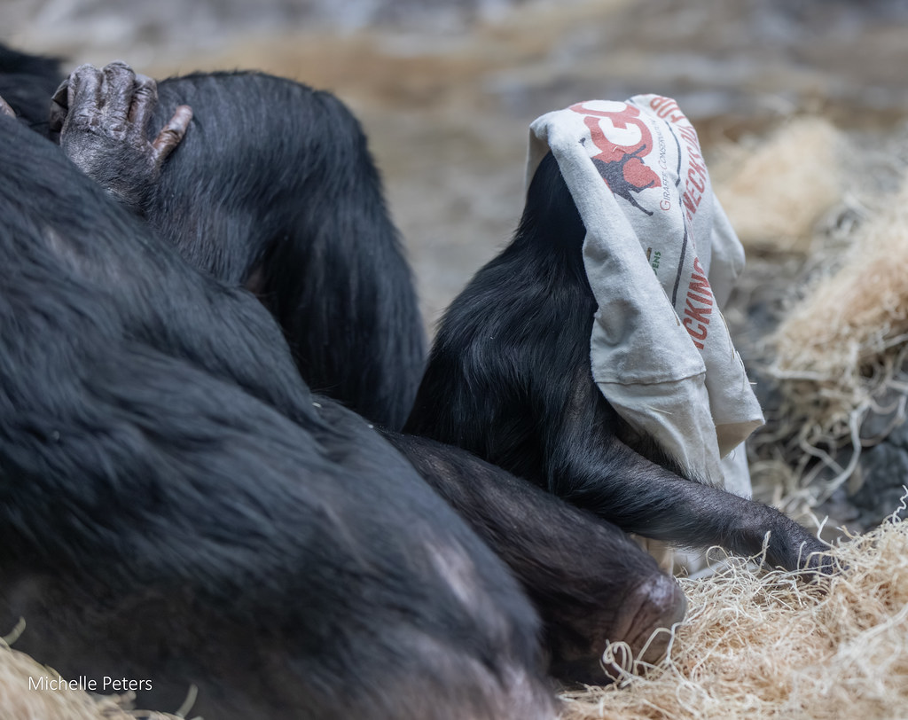 CincinnatiZoo's tweet image. We can&apos;t get enough of Daisy! She has been melting hearts with her curious eyes and playful antics. She’s learning the ropes from her mom and the rest of the bonobo troop — climbing, exploring, and practicing those all-important social skills that make bonobos so special.