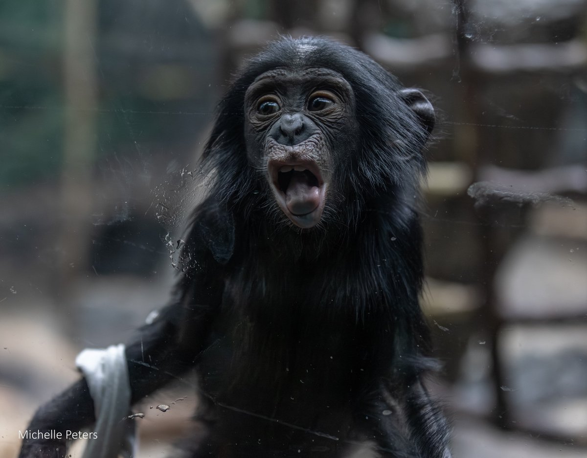 CincinnatiZoo's tweet image. We can&apos;t get enough of Daisy! She has been melting hearts with her curious eyes and playful antics. She’s learning the ropes from her mom and the rest of the bonobo troop — climbing, exploring, and practicing those all-important social skills that make bonobos so special.