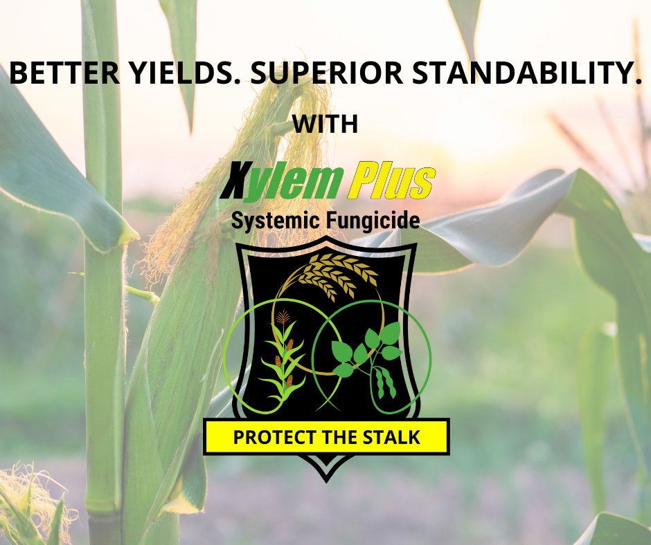AgPerformanceBC's tweet image. Xylem Plus provides up to 60 days of residual protection in stalk and stem — keeping your crop strong against common diseases. 🌱 

Give us a call or visit us online to find out more: 
📞641-562-2370  
agperformance.com/xylem-plus
#XylemPlus #AgPerformance