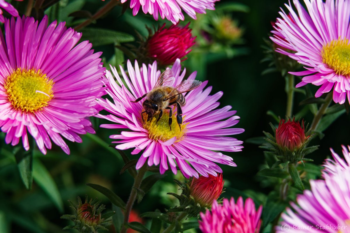 EbenBildDesigns's tweet photo. Zwischen rosa Blüten ein Moment voller Fleiß und Farbe — die Natur schreibt die schönsten Geschichten. #Macro #Naturfotografie #EbenBildDesigns #Z50 https://t.co/MEUjcPR2k5