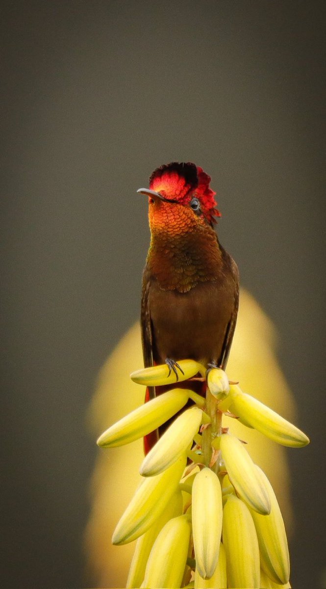 Cult of the Hummingbird tweet media