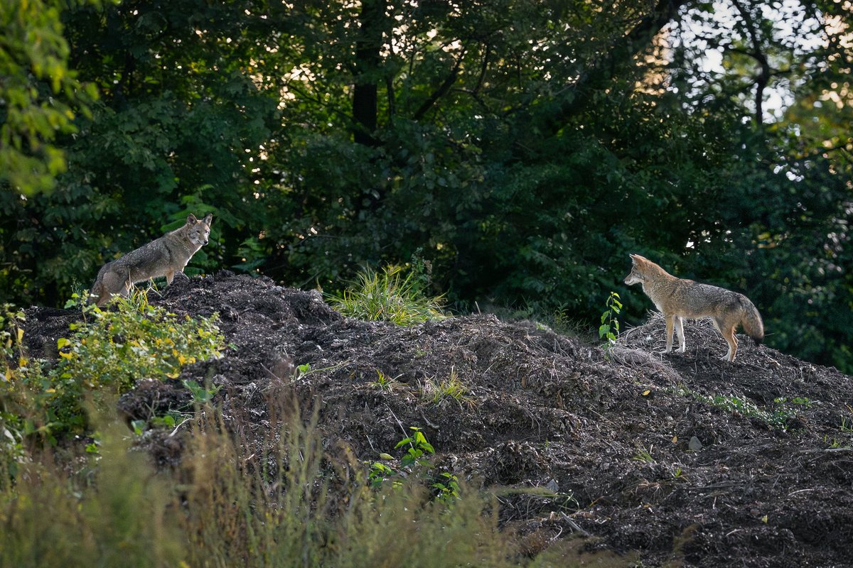 My #newheader is a photo of the Central Park coyotes Romeo and Juliet sharing a brief look while exploring earlier this year. I couldn’t quite fit both of them into a single frame so I quickly photographed each and stitched a panorama together afterwards.

#birdcpp #nature