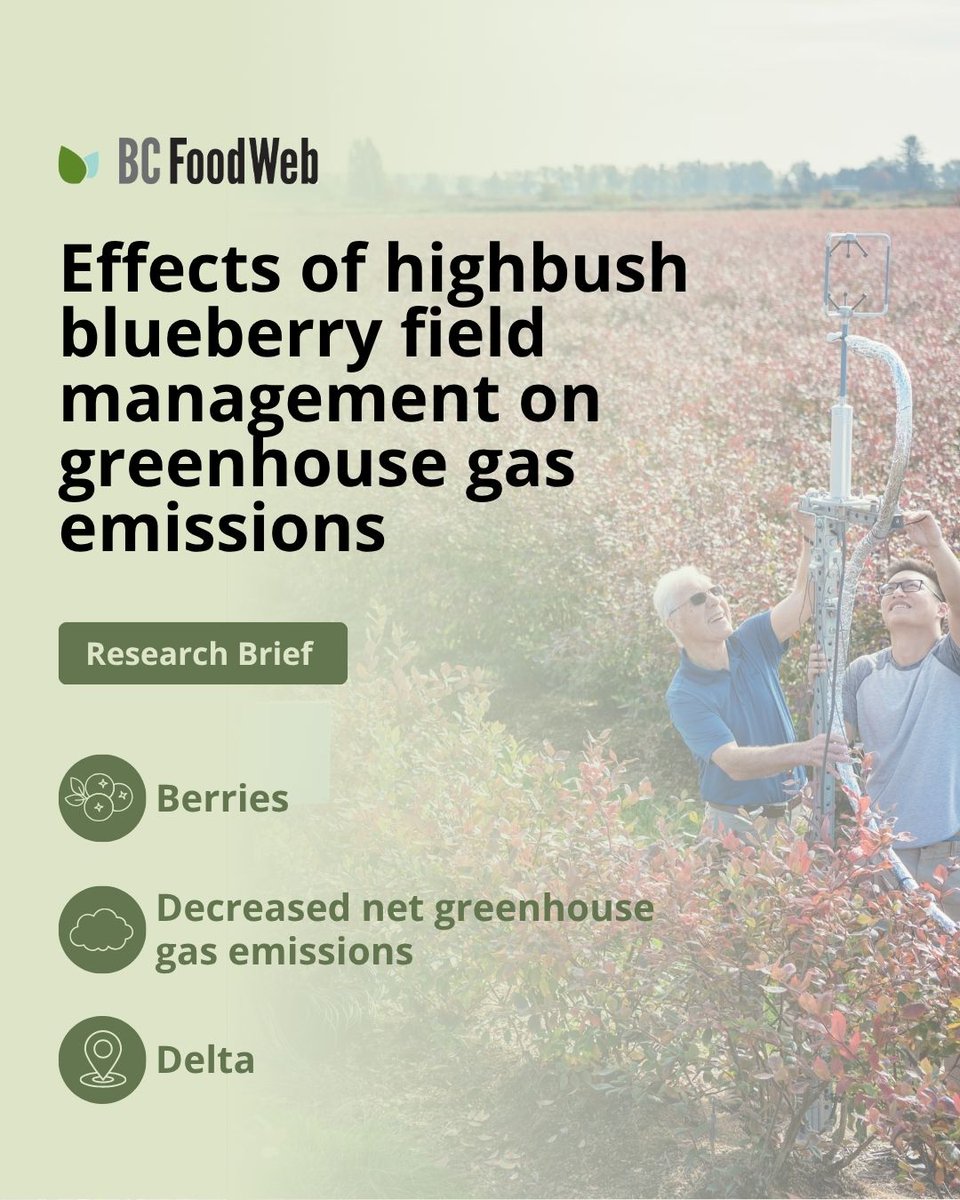 BCFoodWeb's tweet image. Sink or source?

A new Lower Fraser Valley study shows how blueberry management (fertilizer, pruning, mowing, sawdust mulch) changes GHG emissions across the year. 🫐🌎

Read the BC Food Web plain-language summary: bcfoodweb.ca/briefs/effects…