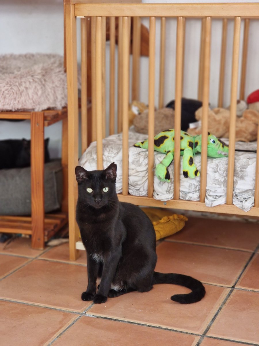 Lío espera eternamente, día tras día, viendo como todos se van, y él se queda...

Tiene un año y lleva 9 meses esperando adopción.

Le decimos 'el siguiente tú "...
Y pasan las horas, y pasan los días. Y ya son meses. Y nada.

#valencia 635 12 78 55 

#AdoptaNoCompres #gatos