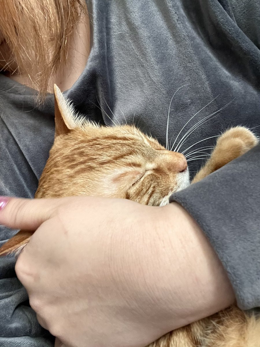 茶トラ猫のぽてと🐈♂ tweet media