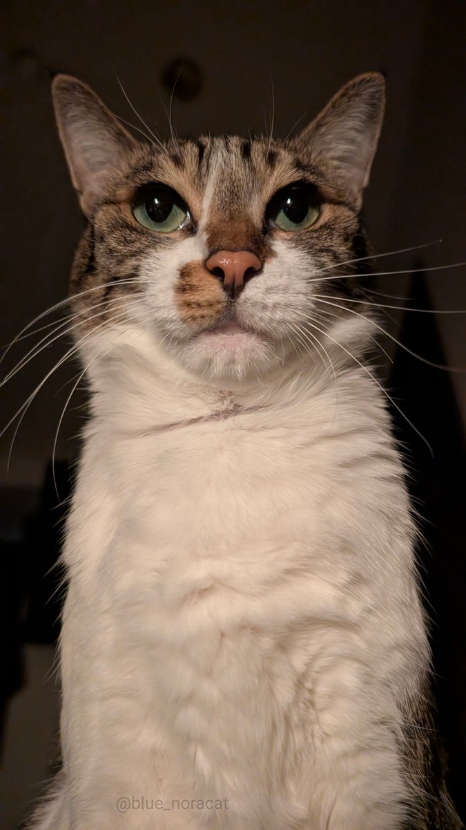 blue_noracat's tweet image. ﾈｺﾁｬﾝは激怒した。必ずや、かの過保護な飼い主に思い知らせてやらねばならぬと決意した。ﾈｺﾁｬﾝには寒さがわからぬ。ﾈｺﾁｬﾝはおうちの猫である。妹と、毎日ぬくぬくしてきた。けれども「明日寒くなるからね」とﾈｺﾁｬﾝを毛布に包んだ飼い主に対しては、猫一倍言いたいことがあった。