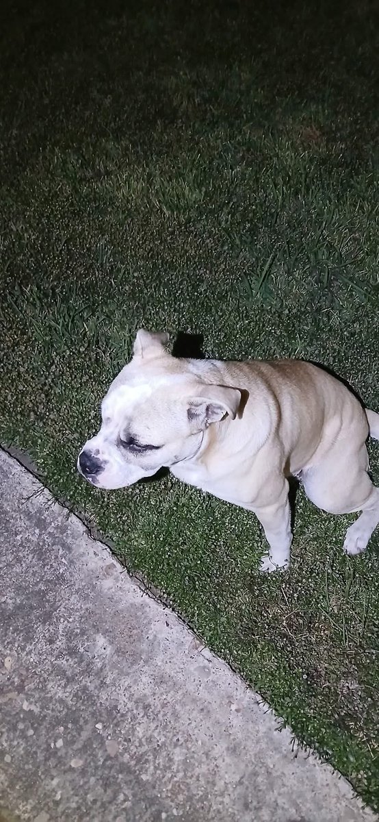 🚨 HELP URGENTLY NEEDED 🚨

Someone dumped this sweet baby at a  park in Houston, Tx. He’s been going person to person begging for help. 💔

A rescue is interested, but he URGENTLY needs a foster so we can get him safe and on the path to a forever home. 🙏

PLEASE SHARE!  More