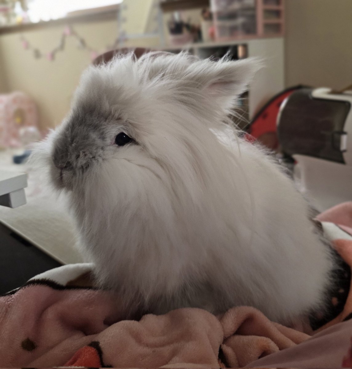 halo health update:
she's still been kinda up and down, but she's steadily improving. she's eating on her own, although still not as much as usual. her energy is great though and she's in good spirits. her poops are looking much healthier, yay!