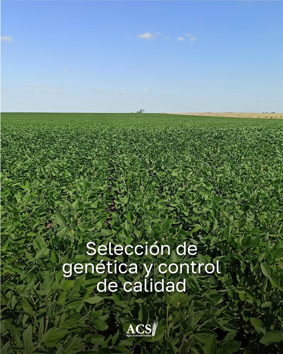 ¿Alguna vez te preguntaste cómo es el proceso de multiplicación de semillas?
En este carrusel te mostramos las etapas que atravesamos para poder ofrecer semillas certificadas y listas para potenciar tu próxima campaña.

Consultanos:
📍Uspallata 63, Coronel Suárez.
📲 2926-477574