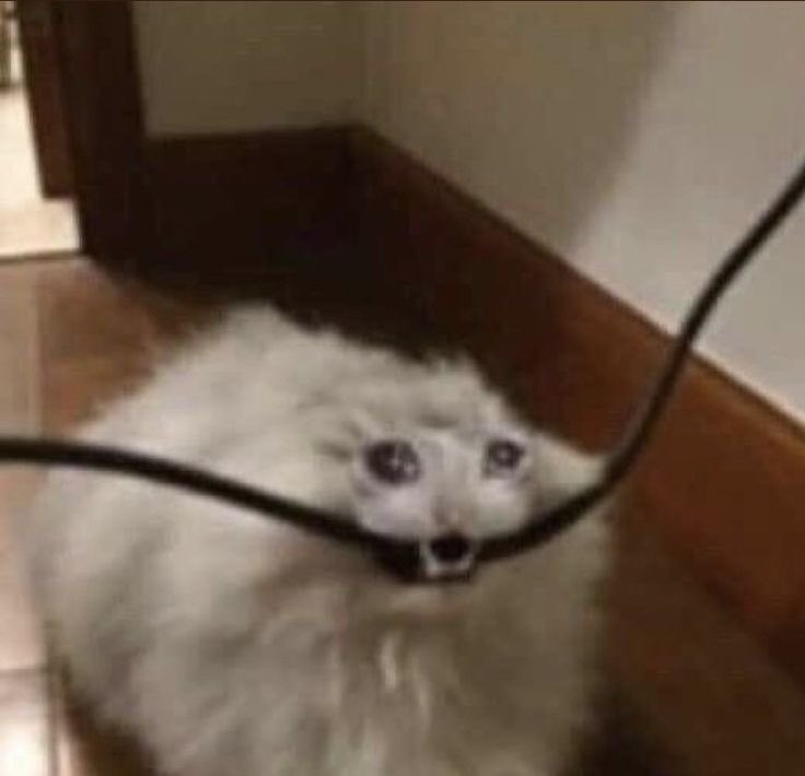 Fell 土 tweet media