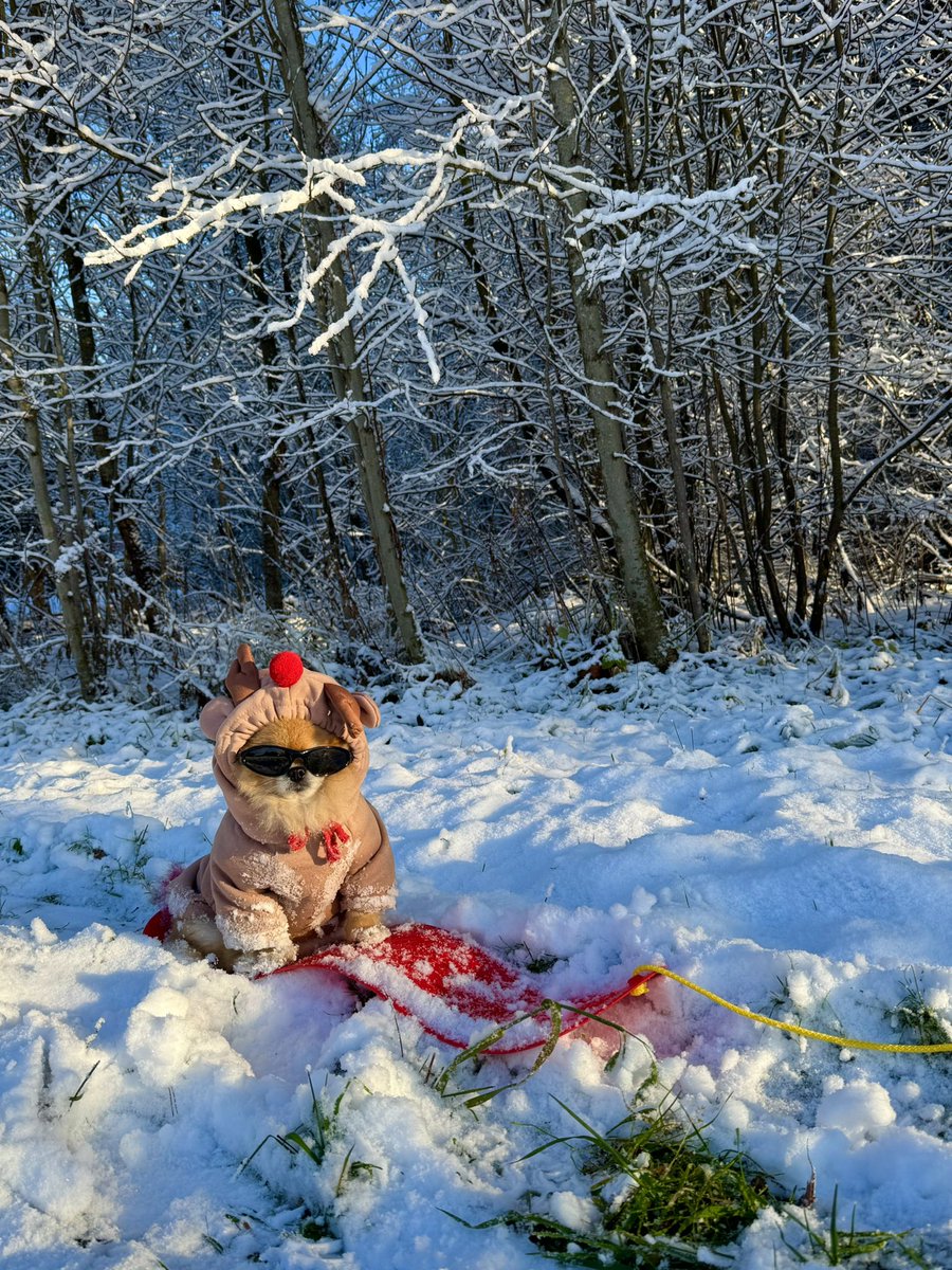 pomkori's tweet image. I’m snowboarding