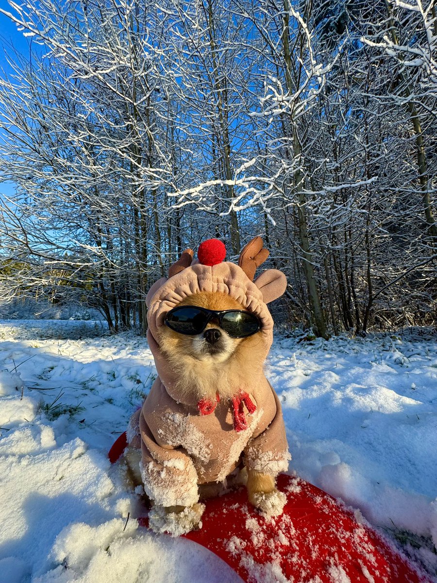 pomkori's tweet image. I’m snowboarding