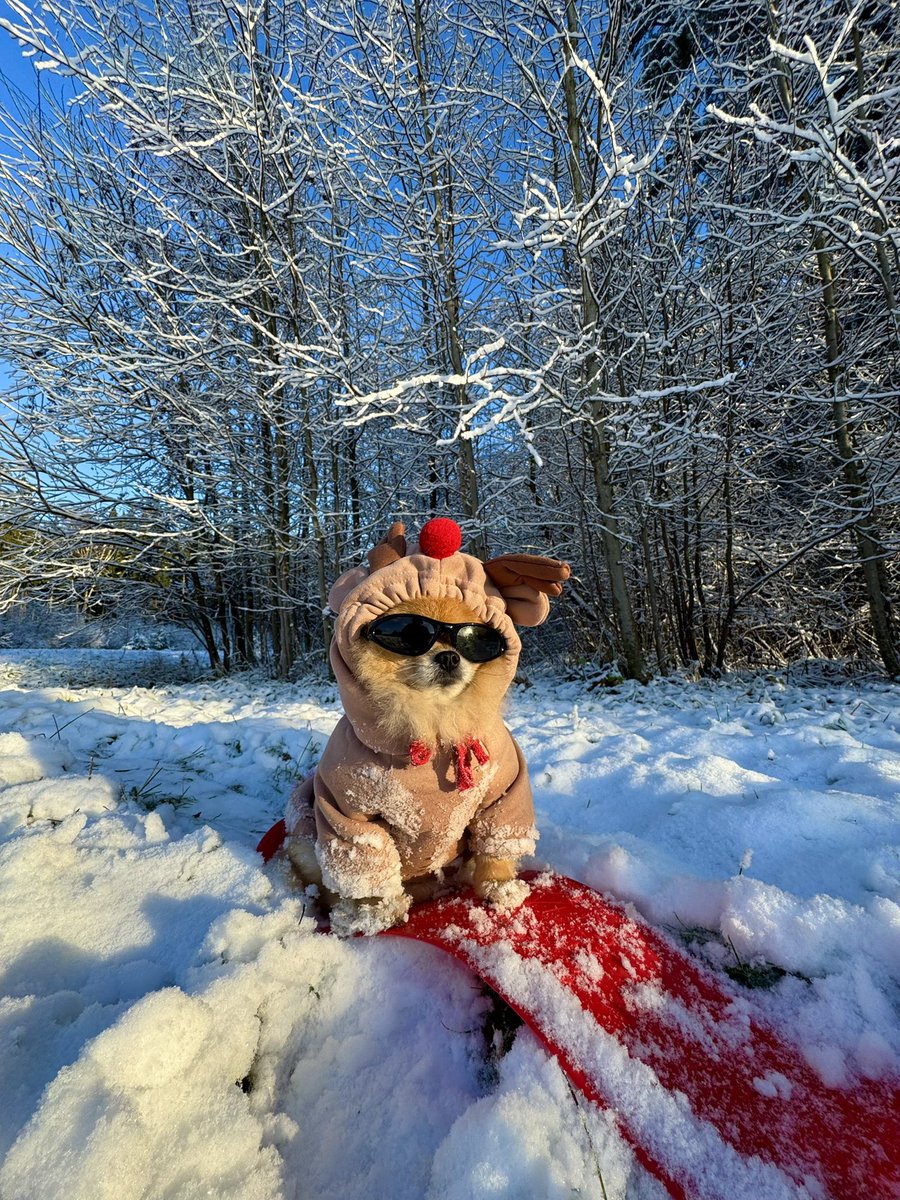 pomkori's tweet image. I’m snowboarding