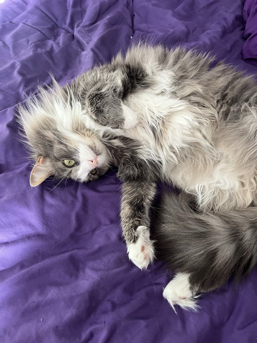 HeydenBlues's tweet photo. @mcflurry_slut This is Sunny! My boyfriend and I are convinced she’s a dilute tortie cause if you look under her chin and around her face she’s got this light brown/orange color. We call it her peanut butter face. She also has light brown undertones in her fur https://t.co/wUT4zMHG87